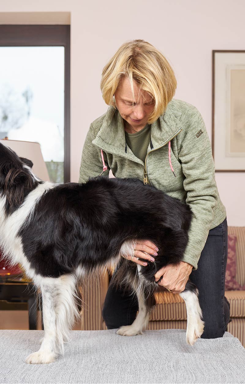 Physiotherapeutische Behandlung eines Hundes der auf dem Behandlungstisch steht